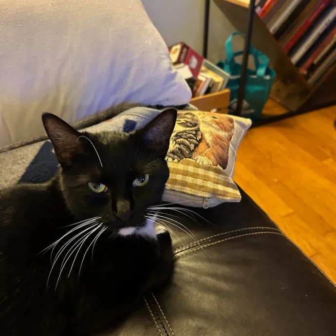 Extraordinary Cat Mom