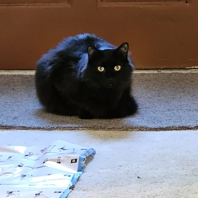 Extraordinary Cat Mom