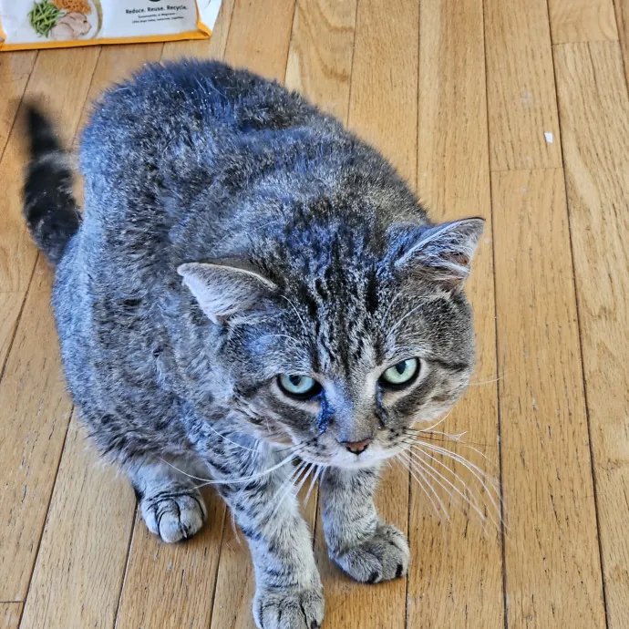 Extraordinary Cat Mom