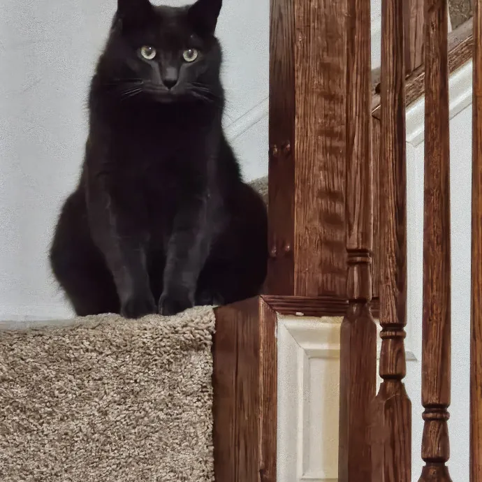 Extraordinary Cat Mom