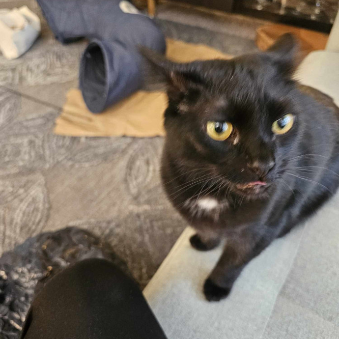 Extraordinary Cat Mom