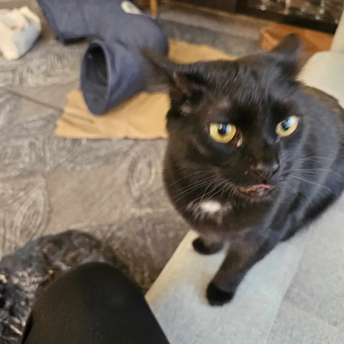 Extraordinary Cat Mom