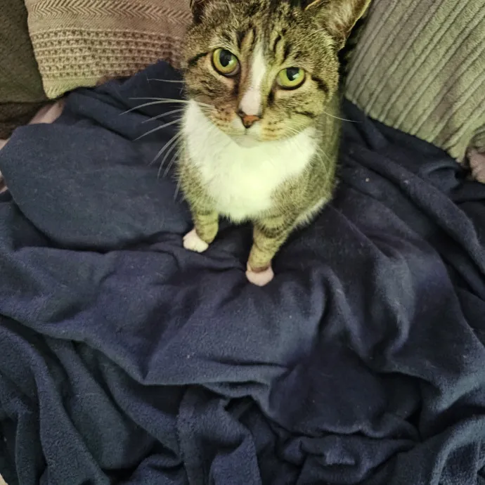 Extraordinary Cat Mom