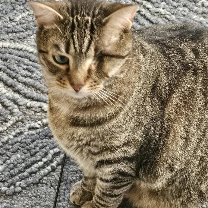 Extraordinary Cat Mom