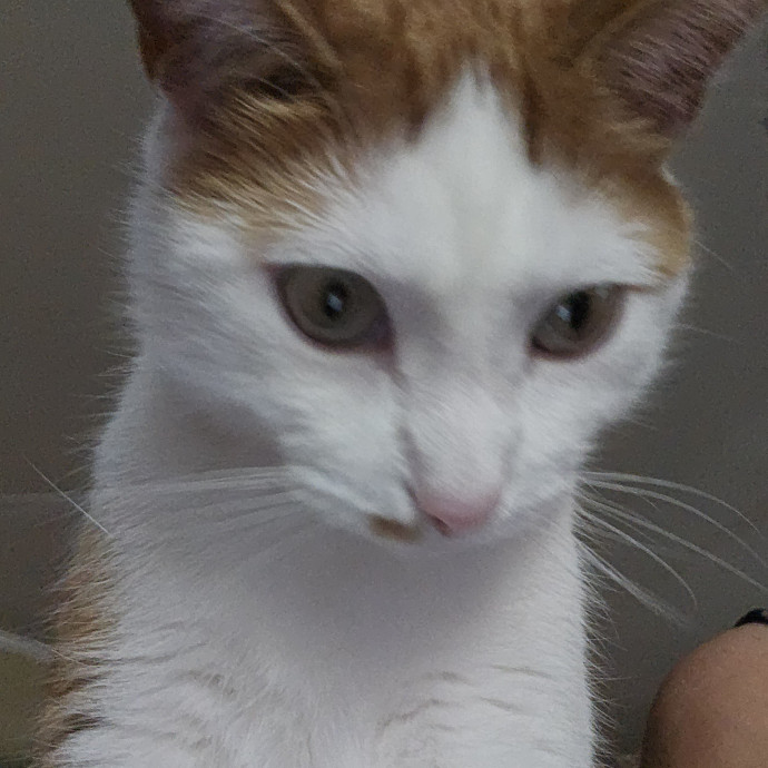 Extraordinary Cat Mom