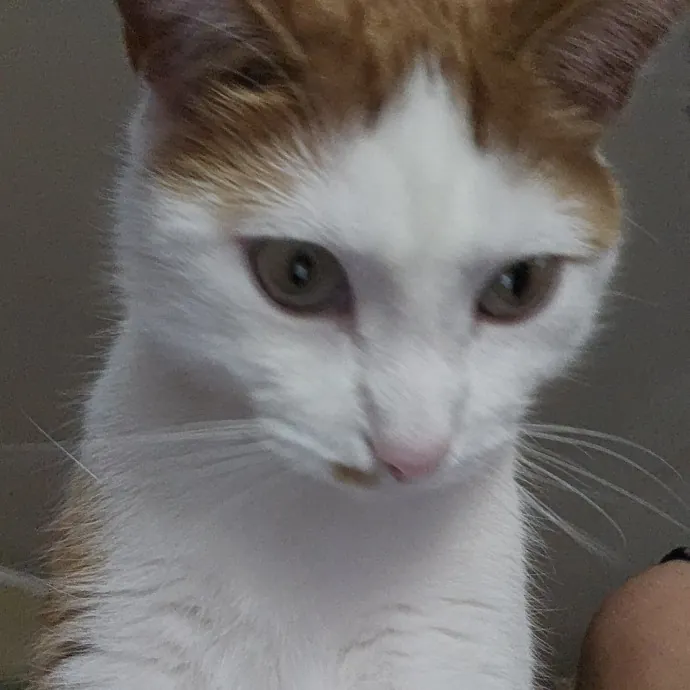 Extraordinary Cat Mom