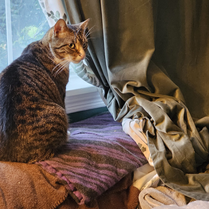 Extraordinary Cat Mom