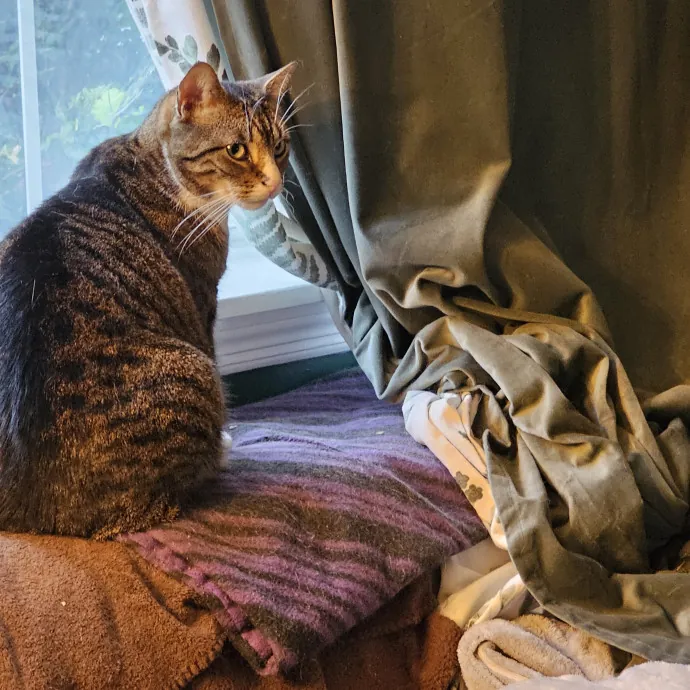 Extraordinary Cat Mom