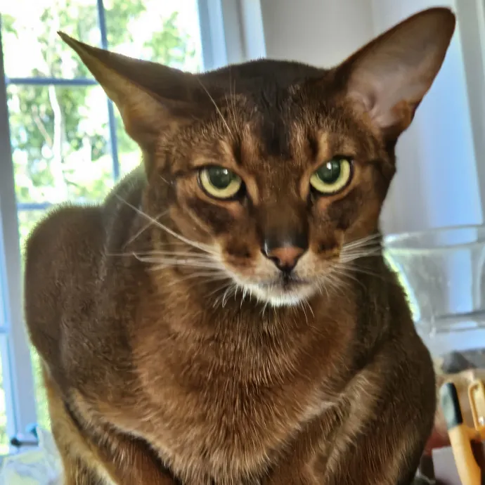 Extraordinary Cat Mom