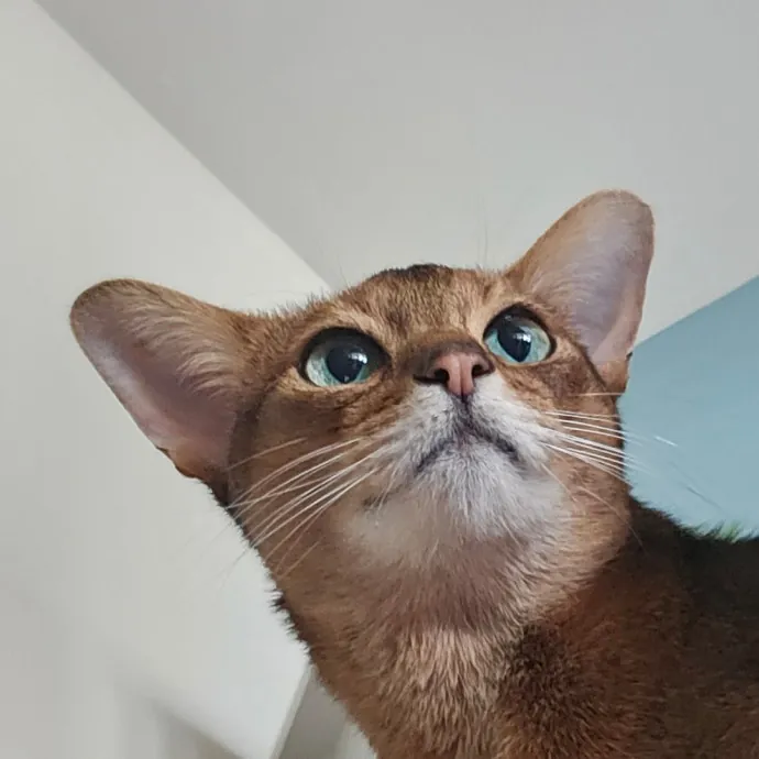 Extraordinary Cat Mom