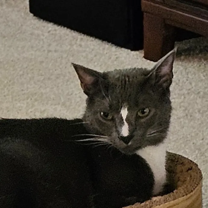 Extraordinary Cat Mom