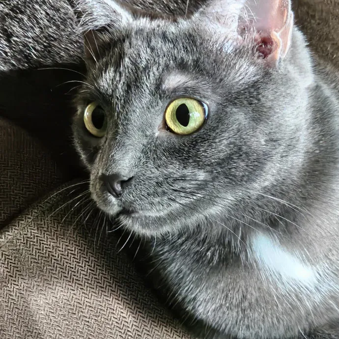 Extraordinary Cat Mom