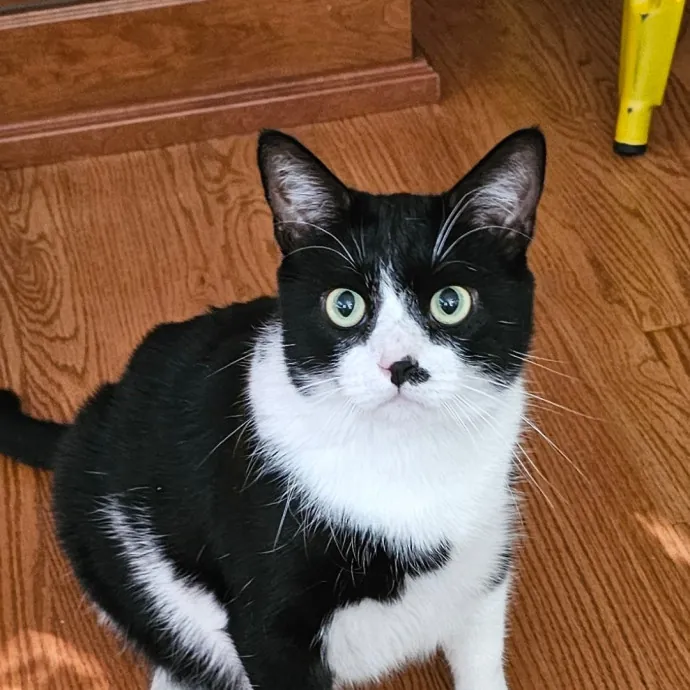 Extraordinary Cat Mom