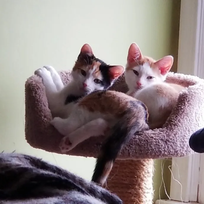 Extraordinary Cat Mom