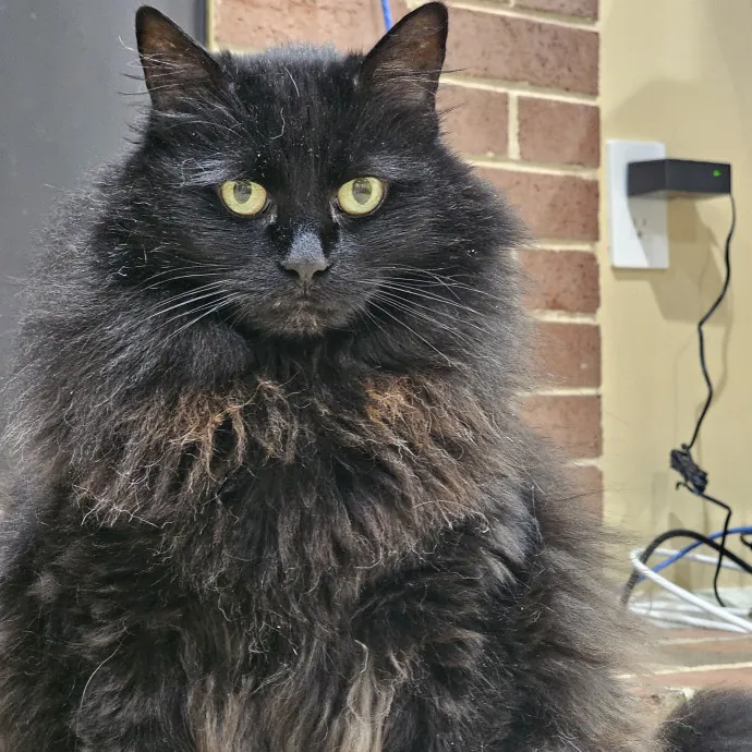 Extraordinary Cat Mom