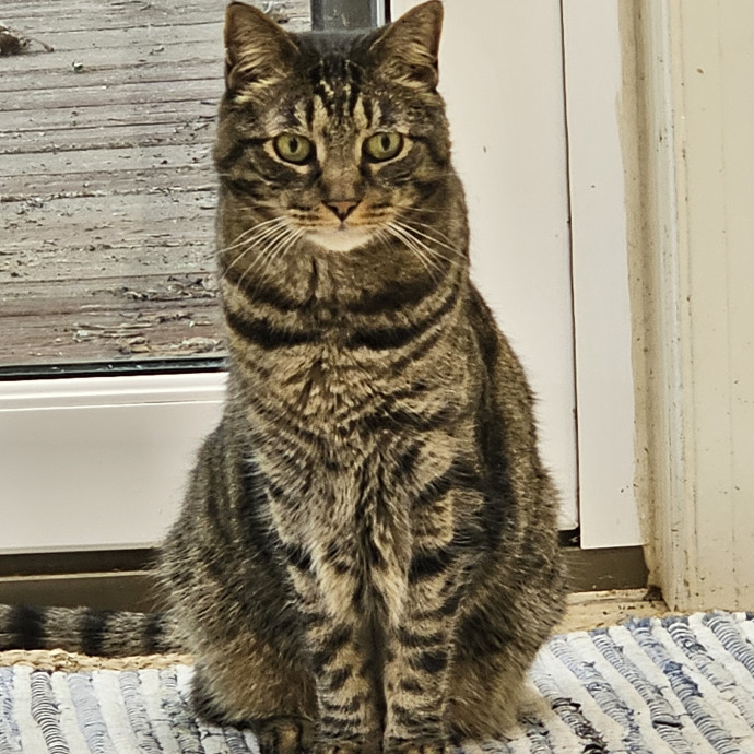 Extraordinary Cat Mom