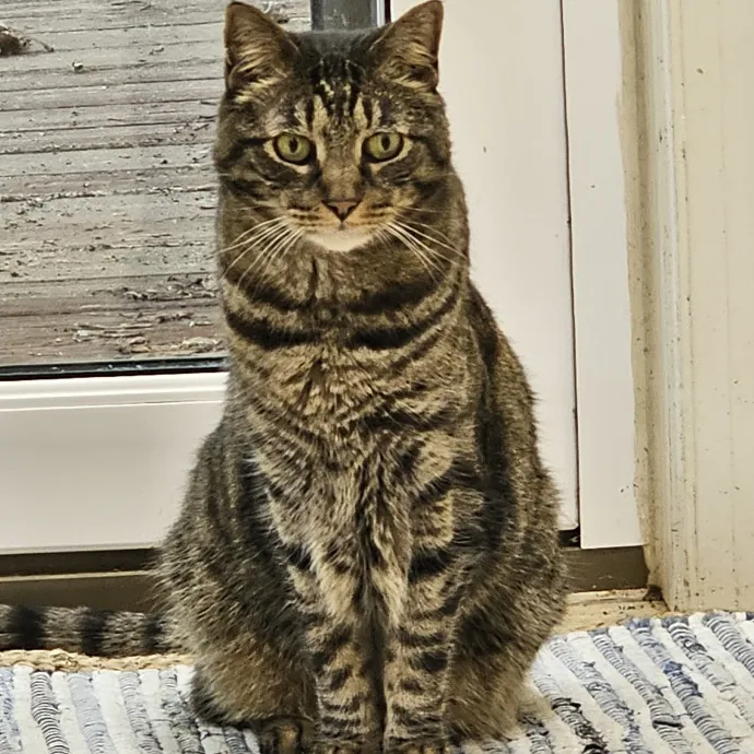 Extraordinary Cat Mom