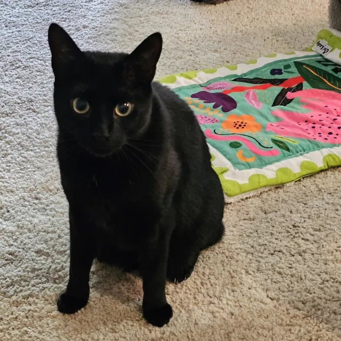 Extraordinary Cat Mom