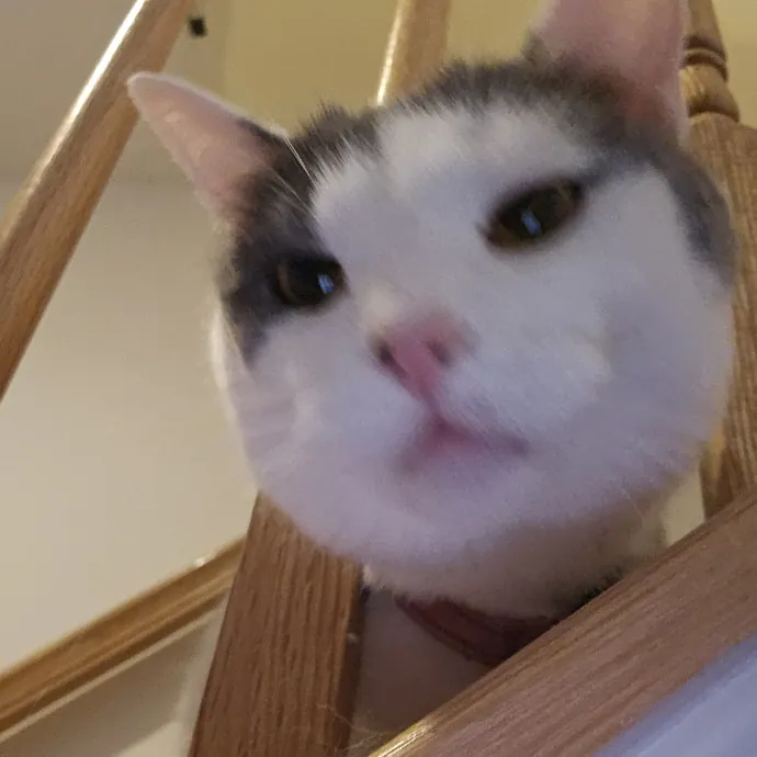 Extraordinary Cat Mom