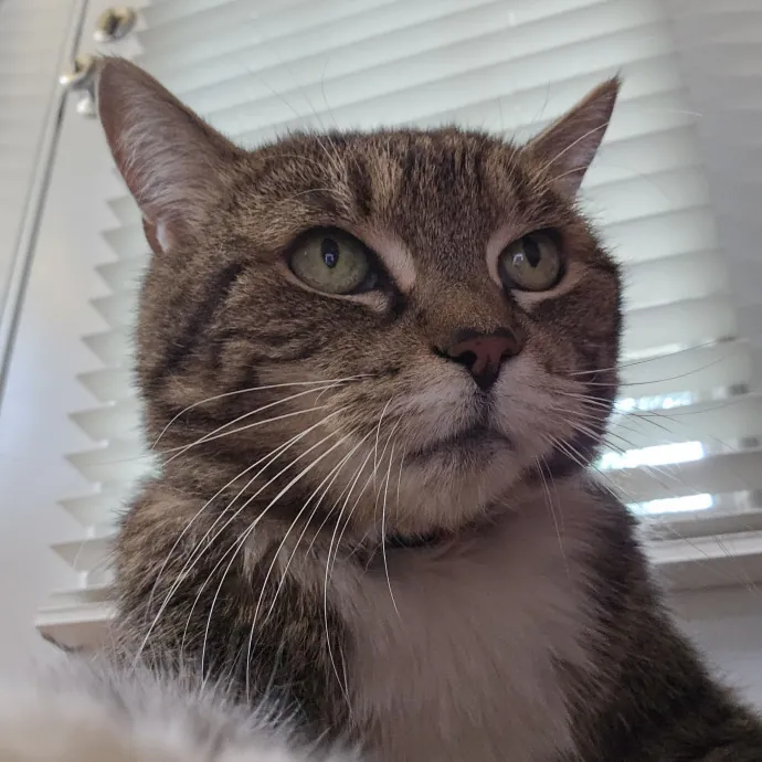 Extraordinary Cat Mom