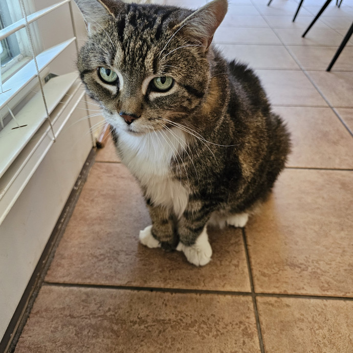 Extraordinary Cat Mom