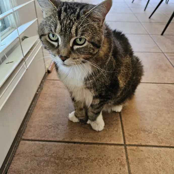 Extraordinary Cat Mom