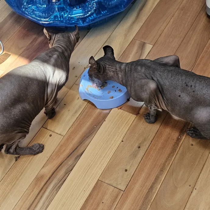 Extraordinary Cat Mom