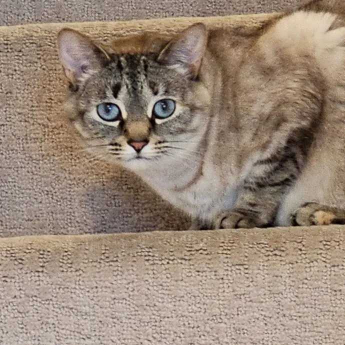 Extraordinary Cat Mom