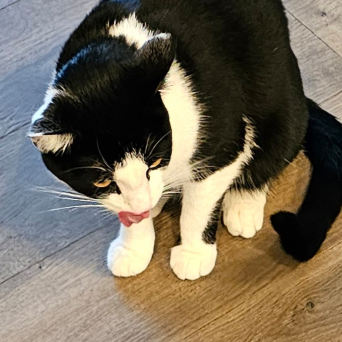 Extraordinary Cat Mom