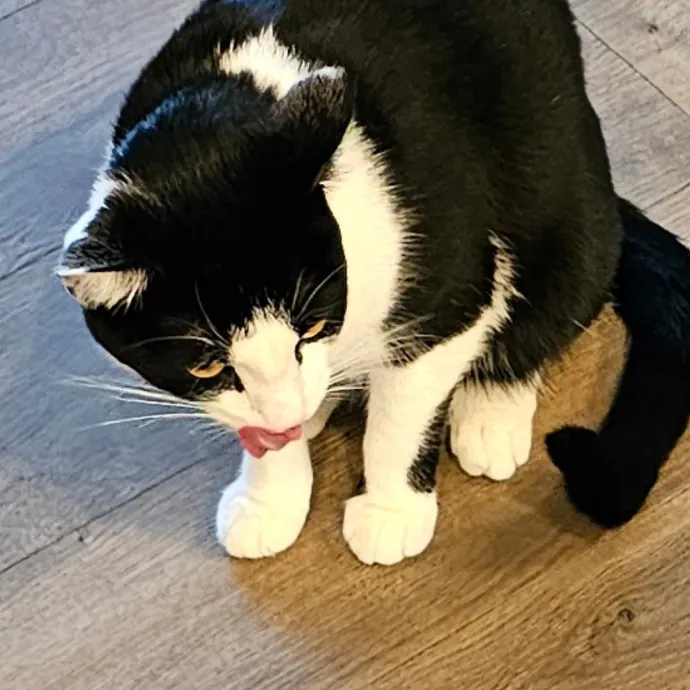 Extraordinary Cat Mom