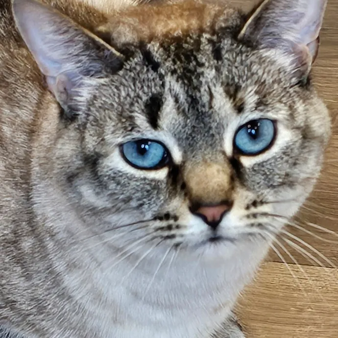 Extraordinary Cat Mom