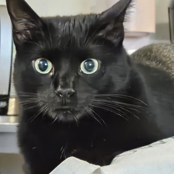 Extraordinary Cat Mom