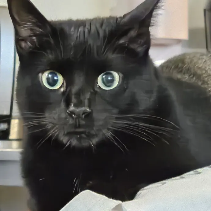 Extraordinary Cat Mom