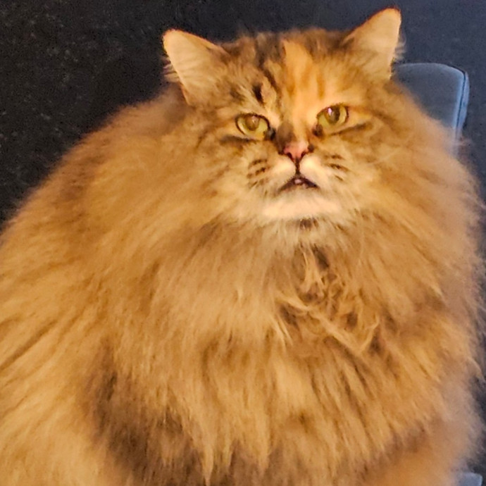 Extraordinary Cat Mom