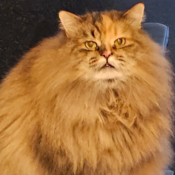 Extraordinary Cat Mom