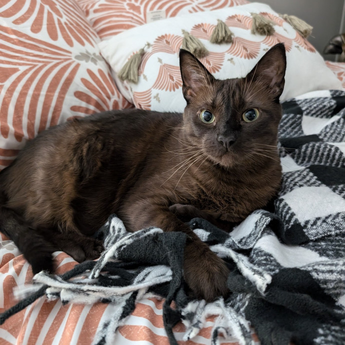 Extraordinary Cat Mom