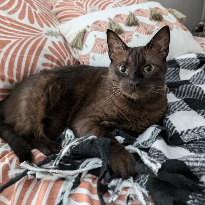 Extraordinary Cat Mom