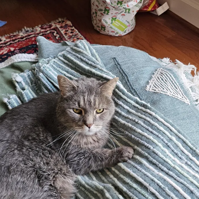 Extraordinary Cat Mom