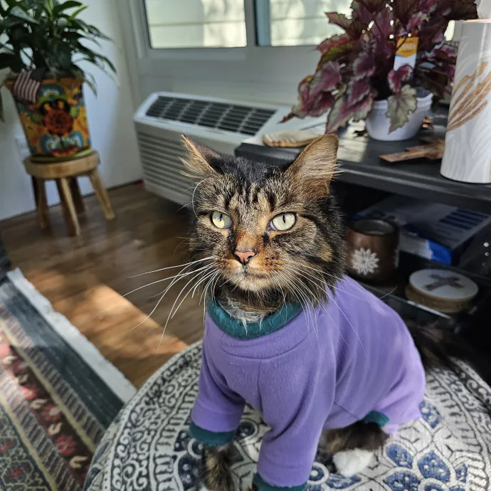 Extraordinary Cat Mom