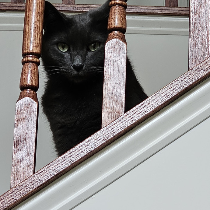Extraordinary Cat Mom