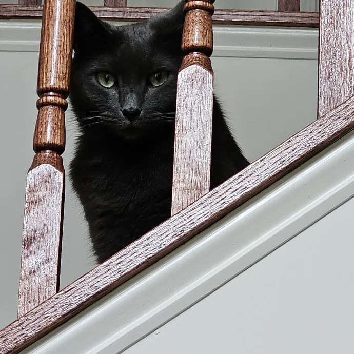 Extraordinary Cat Mom