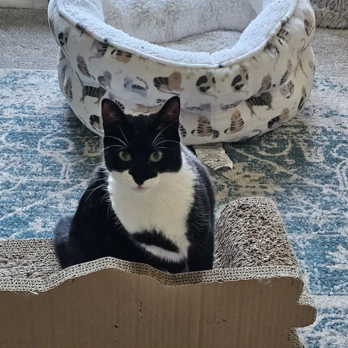 Extraordinary Cat Mom