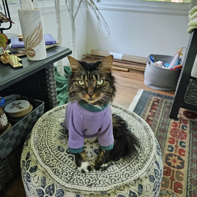 Extraordinary Cat Mom