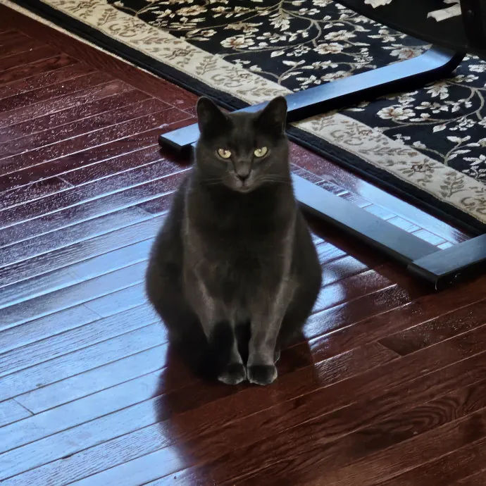 Extraordinary Cat Mom