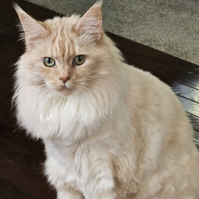 Extraordinary Cat Mom