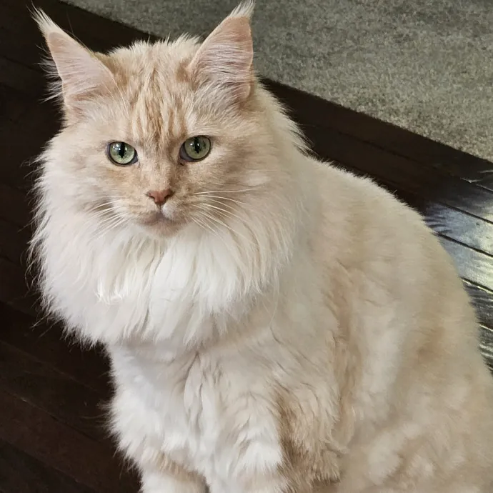 Extraordinary Cat Mom