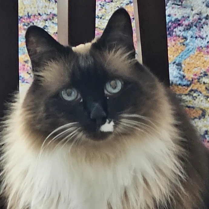 Extraordinary Cat Mom