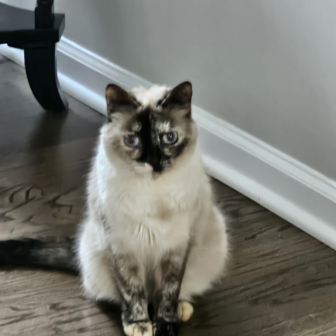 Extraordinary Cat Mom