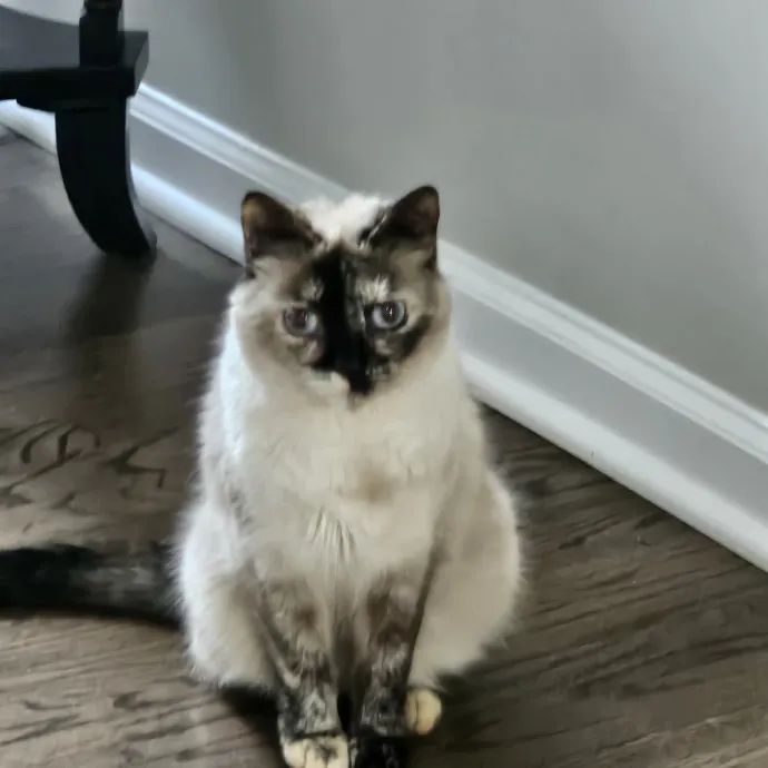 Extraordinary Cat Mom