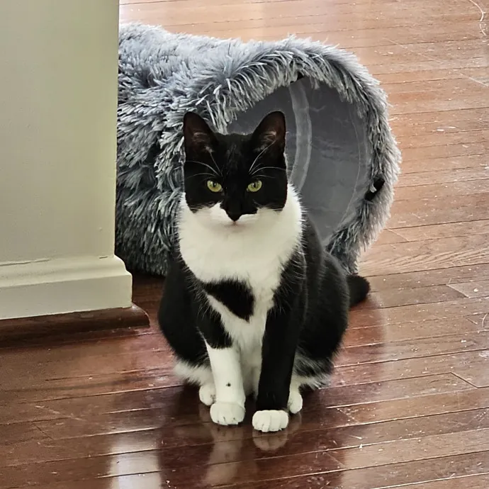 Extraordinary Cat Mom